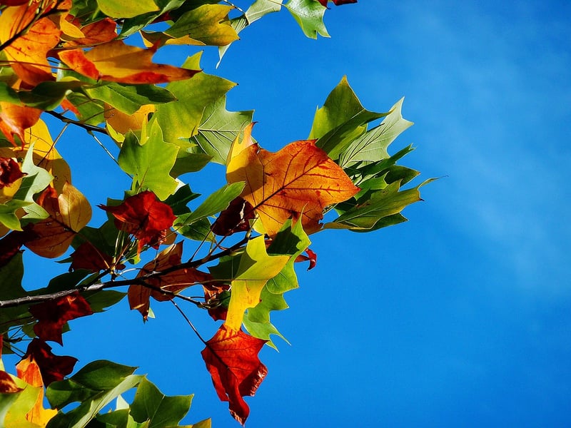 Fall Leaf Garland